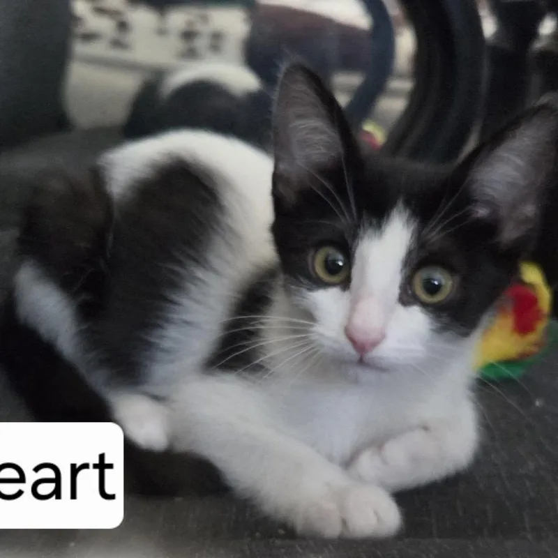 A baby small-sized female Black Domestic Short Hair cat named Heart for adoption in Westminster, CA
