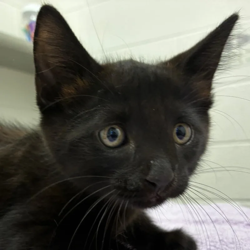 A baby small-sized male Domestic Short Hair cat named Archer for adoption in Corpus Christi, TX