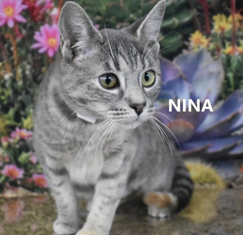 Nina thumbnail 2