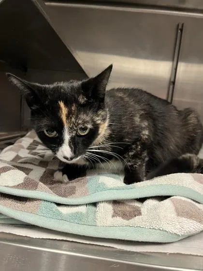 An adult medium-sized female Domestic Short Hair cat named Nefertiti for adoption in West Chester, PA