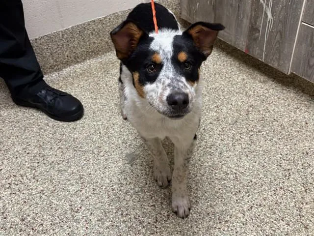 A young medium-sized male Australian Cattle Dog / Blue Heeler dog named Adventure Pup for adoption in Colorado Springs, CO