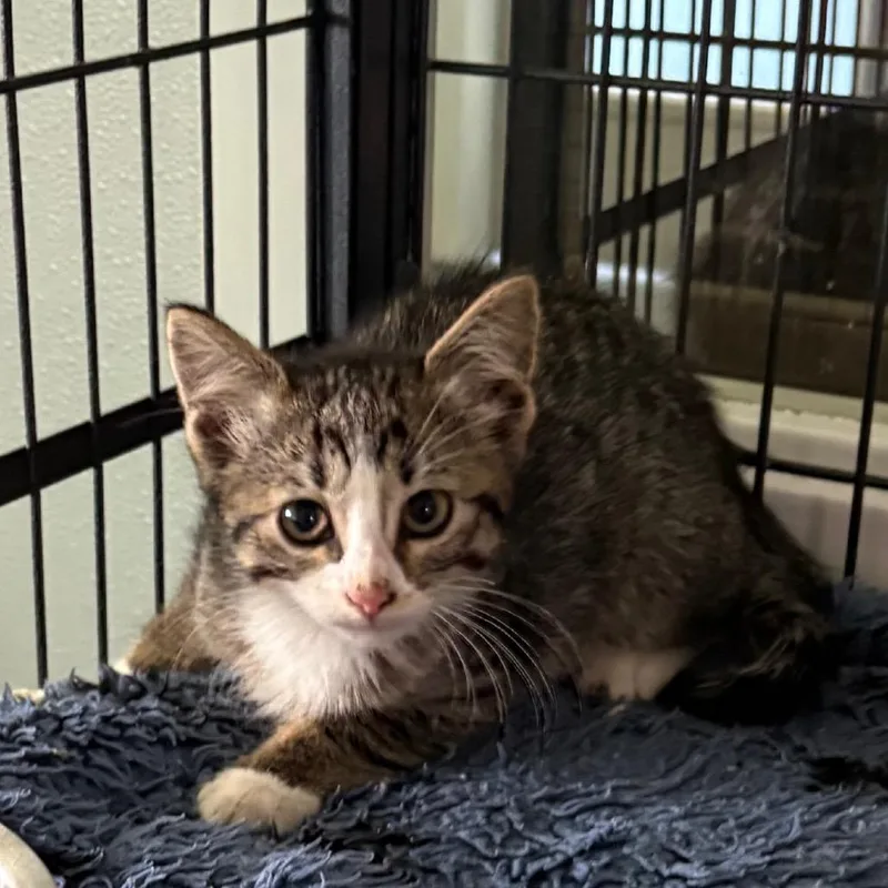 A young medium-sized male Domestic Short Hair cat named Sparkle for adoption in Crookston, MN