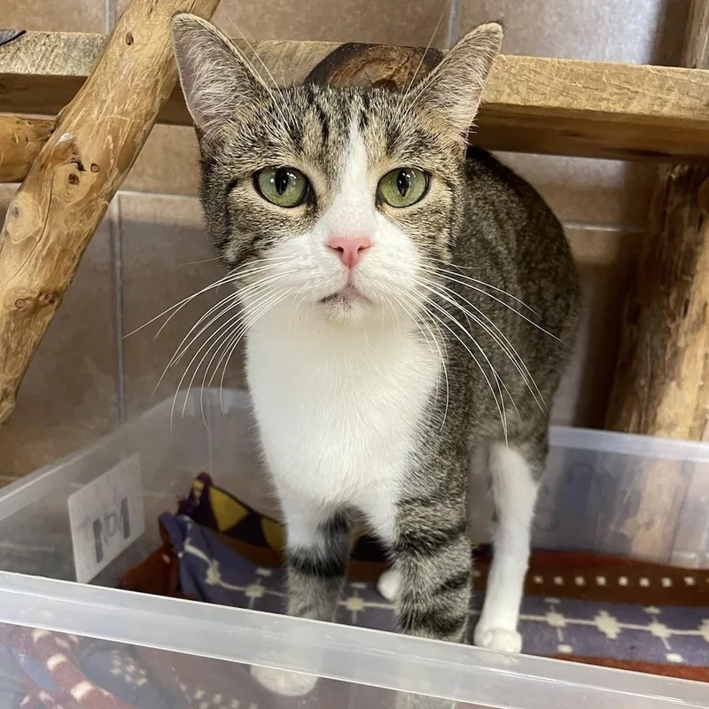 Graphite thumbnail 2