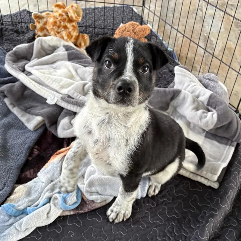 A young medium-sized male Black Mixed Breed dog named Dimitri for adoption in Abilene, TX
