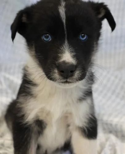 A baby medium-sized male Shepherd dog named Miriq for adoption in Thief River Falls, MN