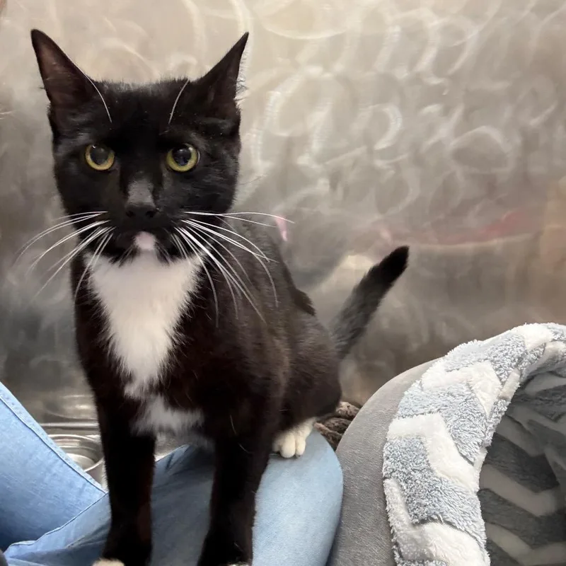 An adult medium-sized female Black Domestic Short Hair cat named Pike for adoption in Morrisville, VT