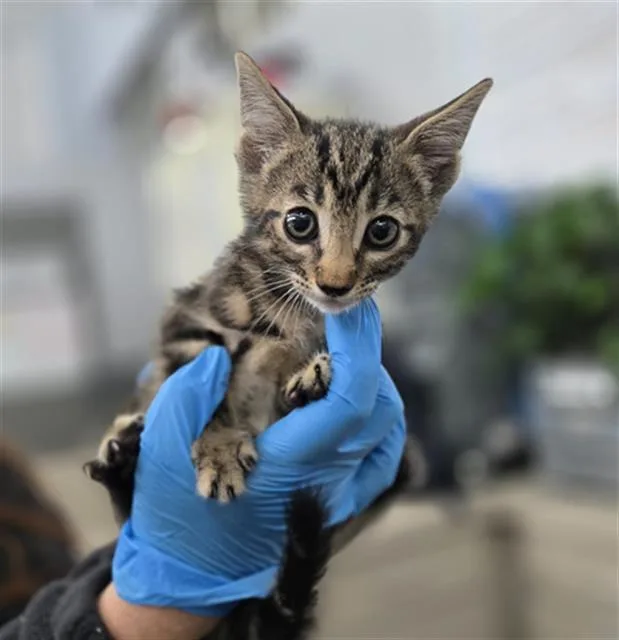A baby medium-sized male Domestic Short Hair cat named Chalupa for adoption in Dallas, TX