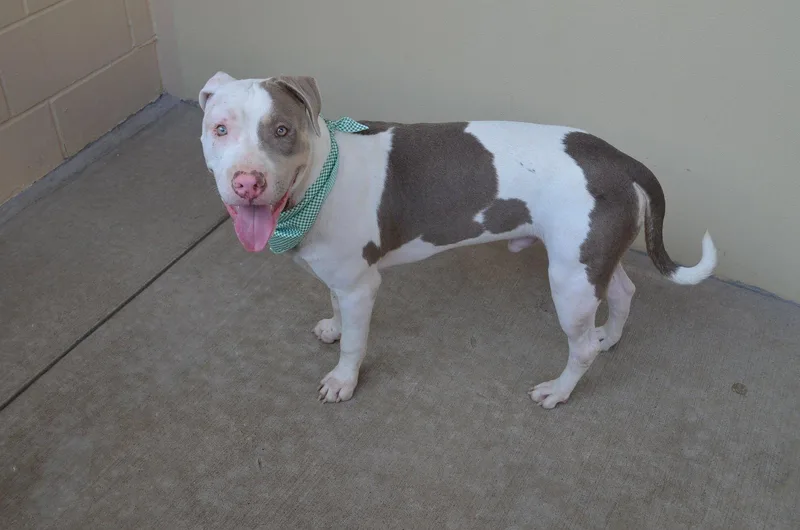 A young medium-sized male Pit Bull Terrier dog named Cosmos for adoption in McKinney, TX