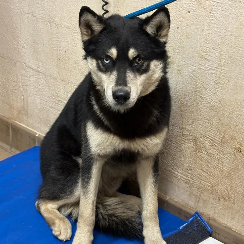 An adult medium-sized male Black Husky dog named Wilson for adoption in Birmingham, AL