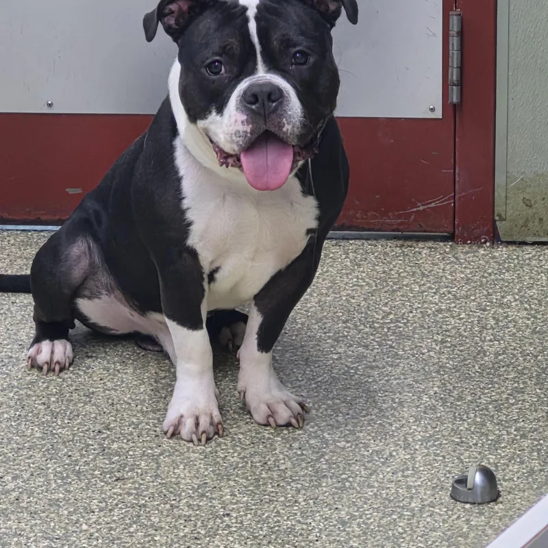Tonka