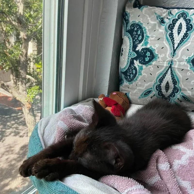 A baby small-sized male Black Domestic Short Hair cat named Cadillac for adoption in Tampa, FL