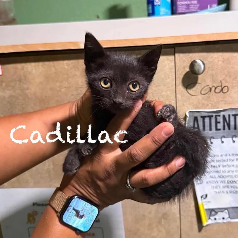 Cadillac thumbnail 3
