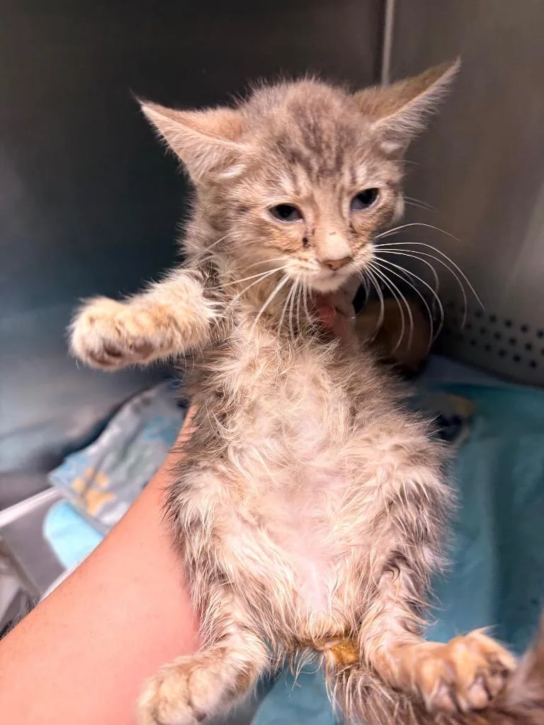 A baby medium-sized female Domestic Short Hair cat named Southerland for adoption in Morgantown, KY