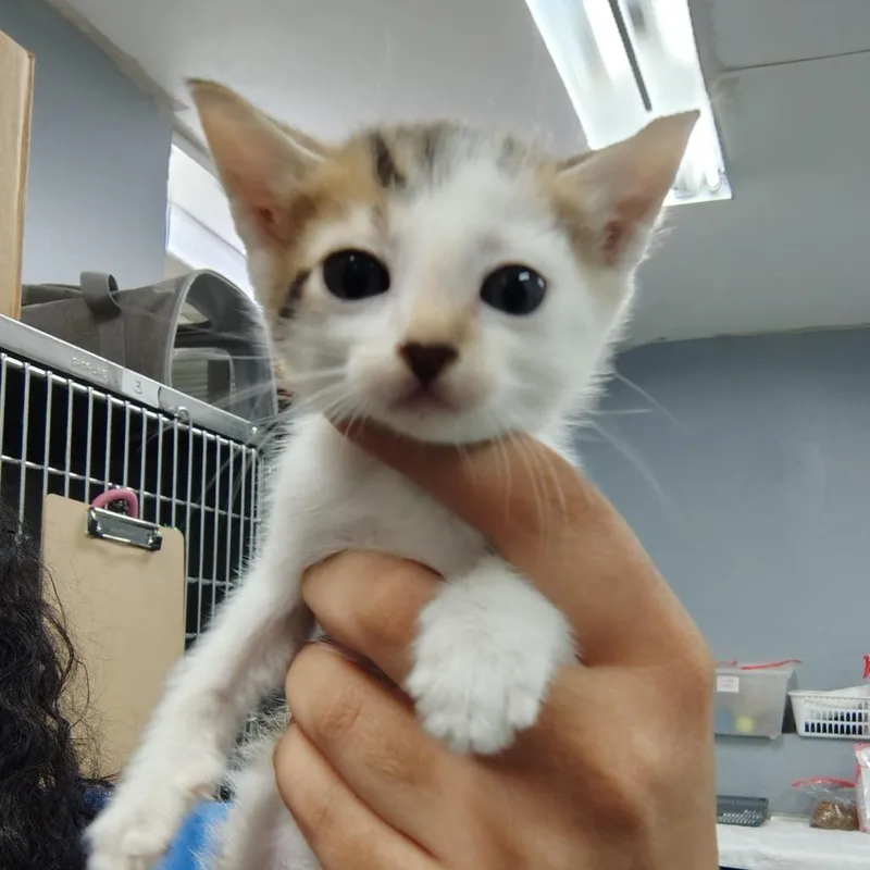 A baby small-sized female Brown / Chocolate Domestic Short Hair cat named Cookie for adoption in Vieques, PR