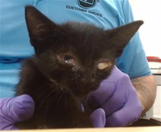 A baby small-sized female Domestic Short Hair cat named Coco for adoption in Miami, FL