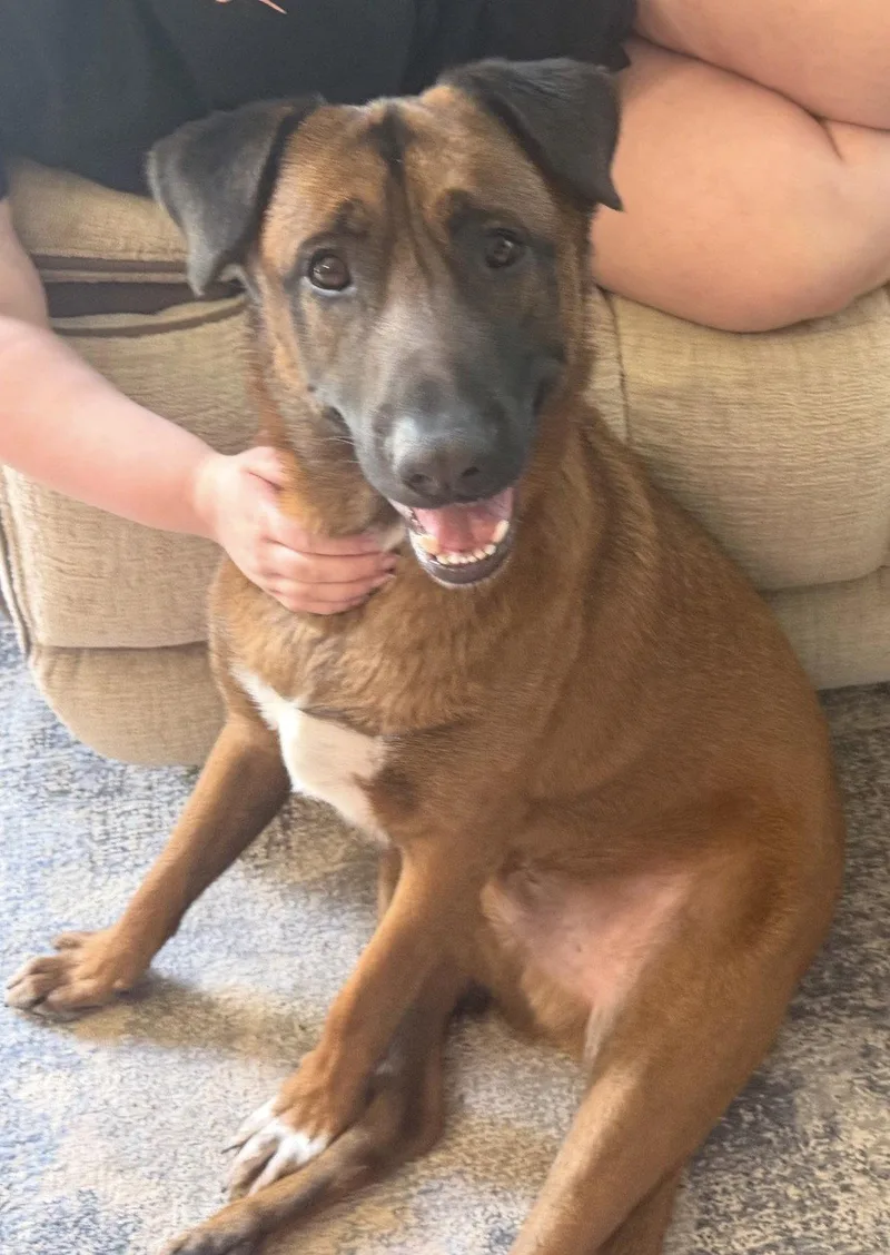 An adult extra large-sized male Belgian Shepherd / Malinois dog named Kirby for adoption in Chandler, AZ