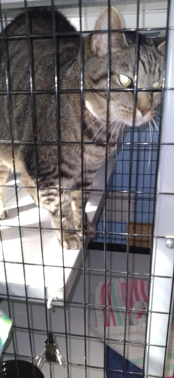 An adult medium-sized female Tabby (Brown / Chocolate) Domestic Short Hair cat named Anne for adoption in Charlestown, NH