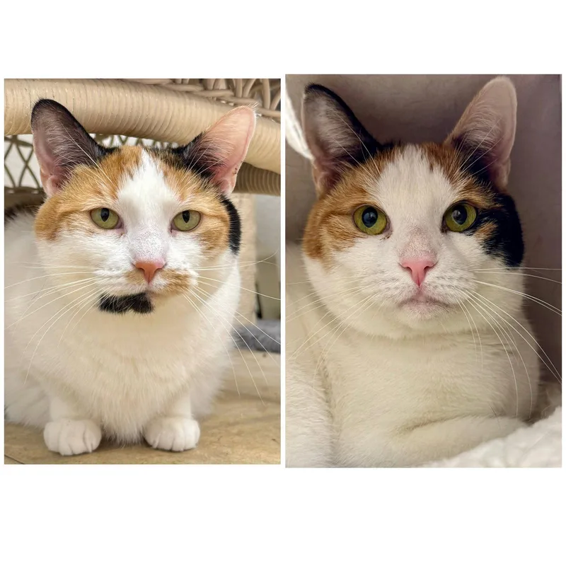 An adult medium-sized female Domestic Short Hair cat named Dyson & Dixie for adoption in Winchendon, MA