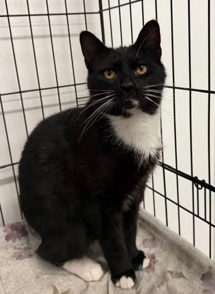An adult small-sized male Domestic Short Hair cat named Bandana for adoption in West Chester, PA