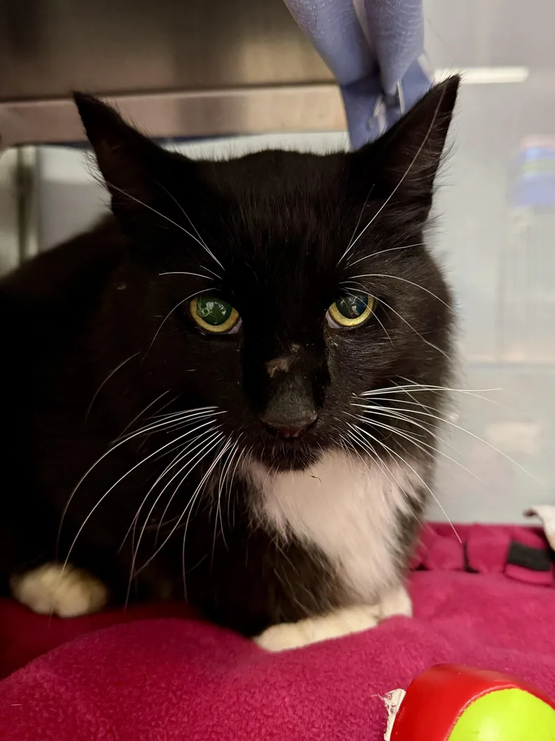 A senior medium-sized male Black & White / Tuxedo Domestic Long Hair cat named Lurch for adoption in Midland, MI