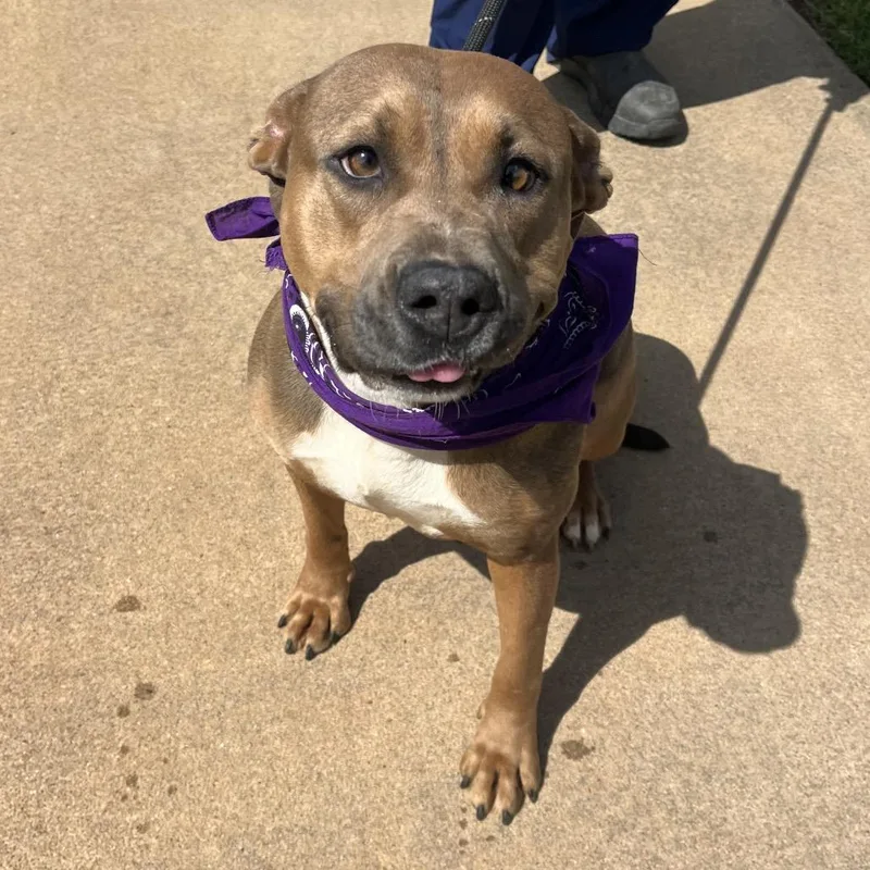 An adult medium-sized female Brown / Chocolate American Staffordshire Terrier dog named Valerie for adoption in Greenville, SC
