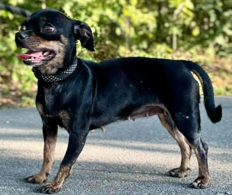 A young small-sized female Chihuahua dog named Goldie for adoption in Waverly, TN