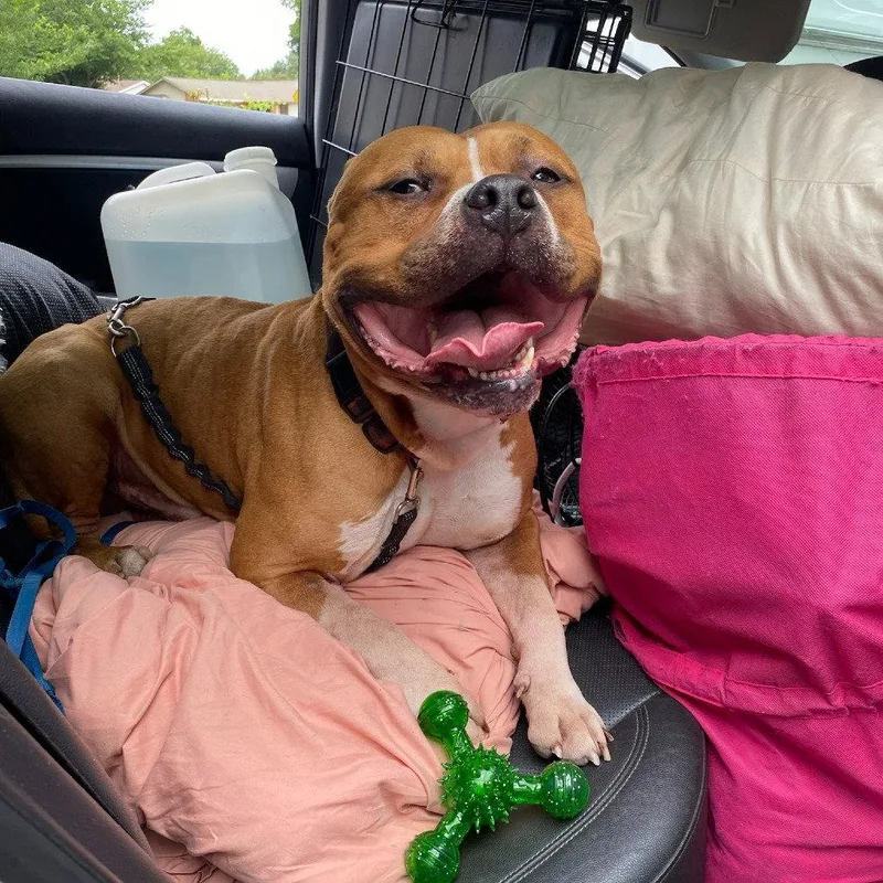 An adult large-sized male American Bulldog dog named Pharoah for adoption in Dallas, TX