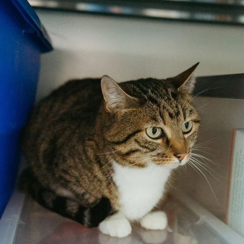 An adult medium-sized female Domestic Short Hair cat named Bonnie for adoption in Jackson, WY