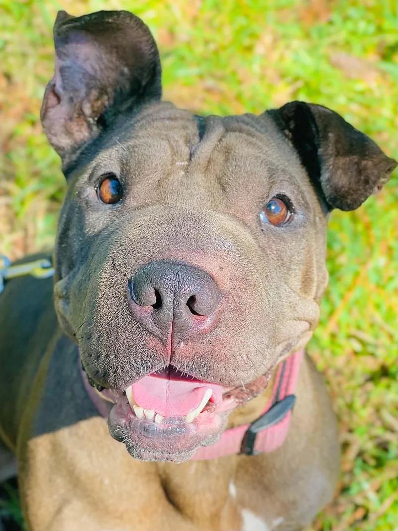 A young medium-sized female Shar-Pei dog named Layla for adoption in Covington, GA