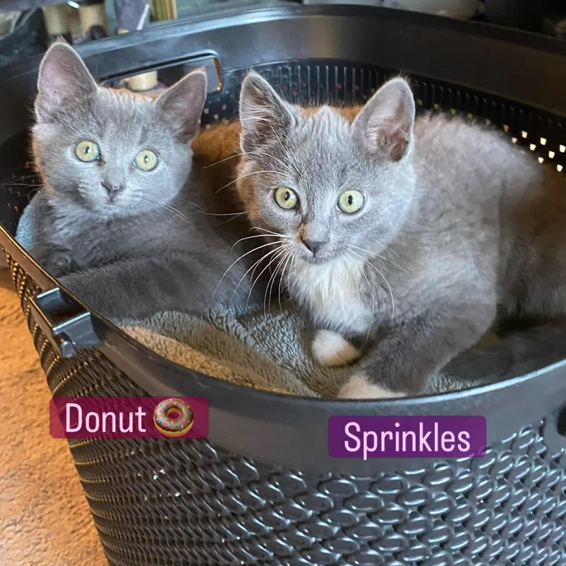 :::donut & Sprinkles::: thumbnail 6
