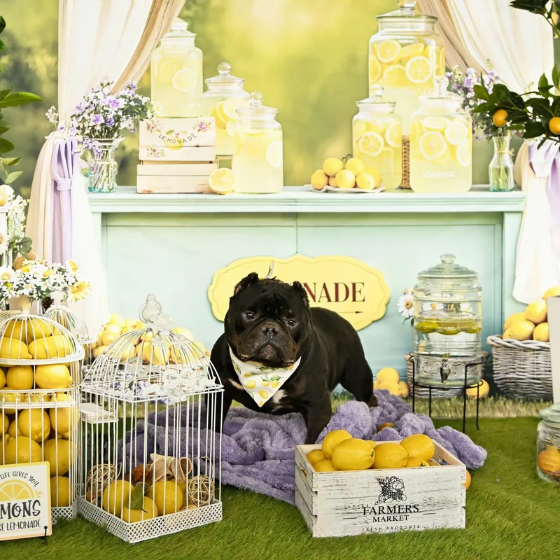 An adult large-sized male Black Bulldog dog named Classic Carl for adoption in Ferndale, WA