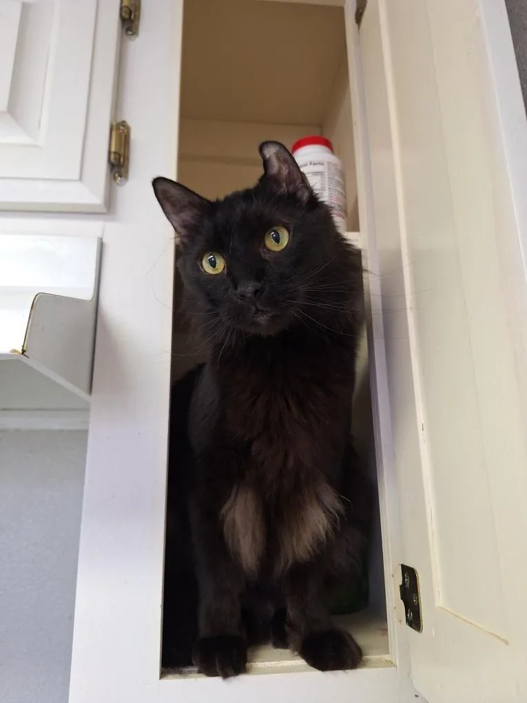 An adult medium-sized male Black Domestic Medium Hair cat named Muckmuck for adoption in Columbia, SC
