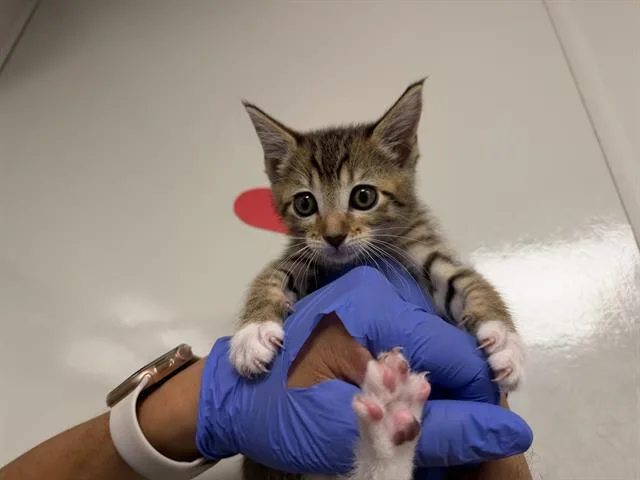 A baby small-sized male Domestic Short Hair cat named Monkey for adoption in Ontario, CA