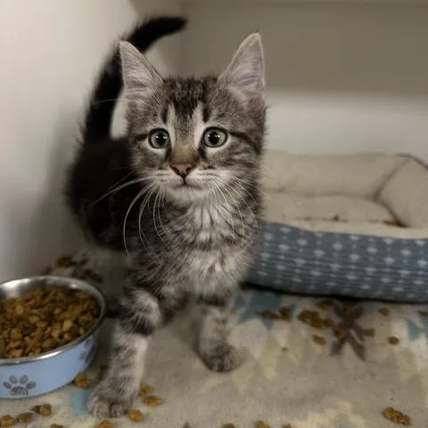 A baby small-sized male Gray / Blue / Silver Domestic Short Hair cat named Merlin for adoption in Stillwater, OK