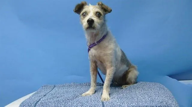 An adult medium-sized male Terrier dog named Pablo for adoption in Gardena, CA