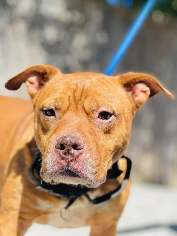 A senior medium-sized male Pit Bull Terrier dog named AC "Jedeye" for adoption in Conyers, GA