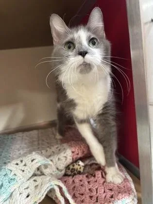 A senior small-sized female Domestic Medium Hair cat named Coco for adoption in Clarks Summit, PA