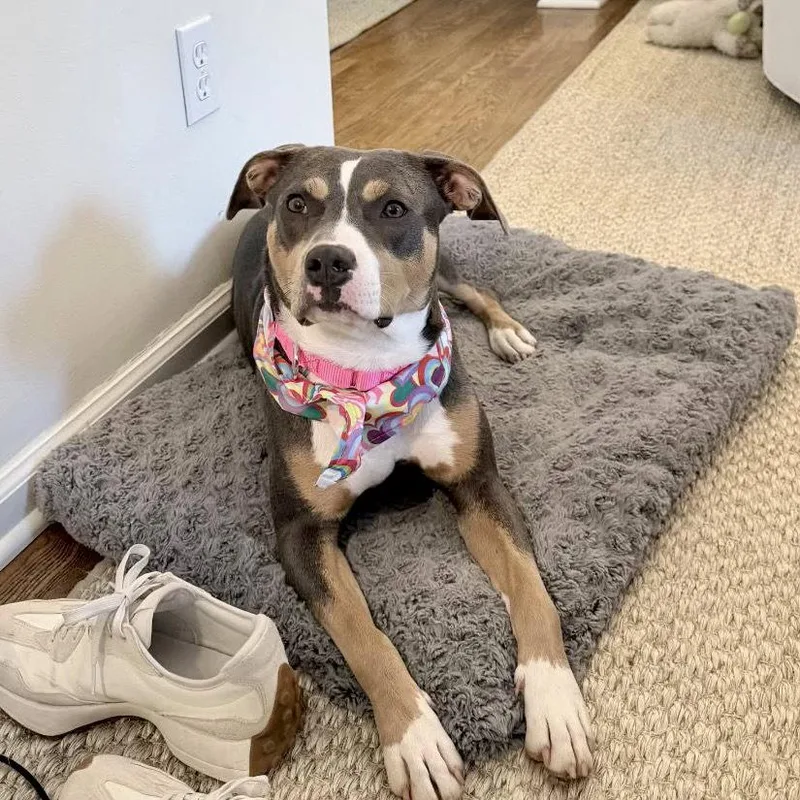 A young medium-sized female American Bulldog dog named Mama for adoption in Decatur, GA