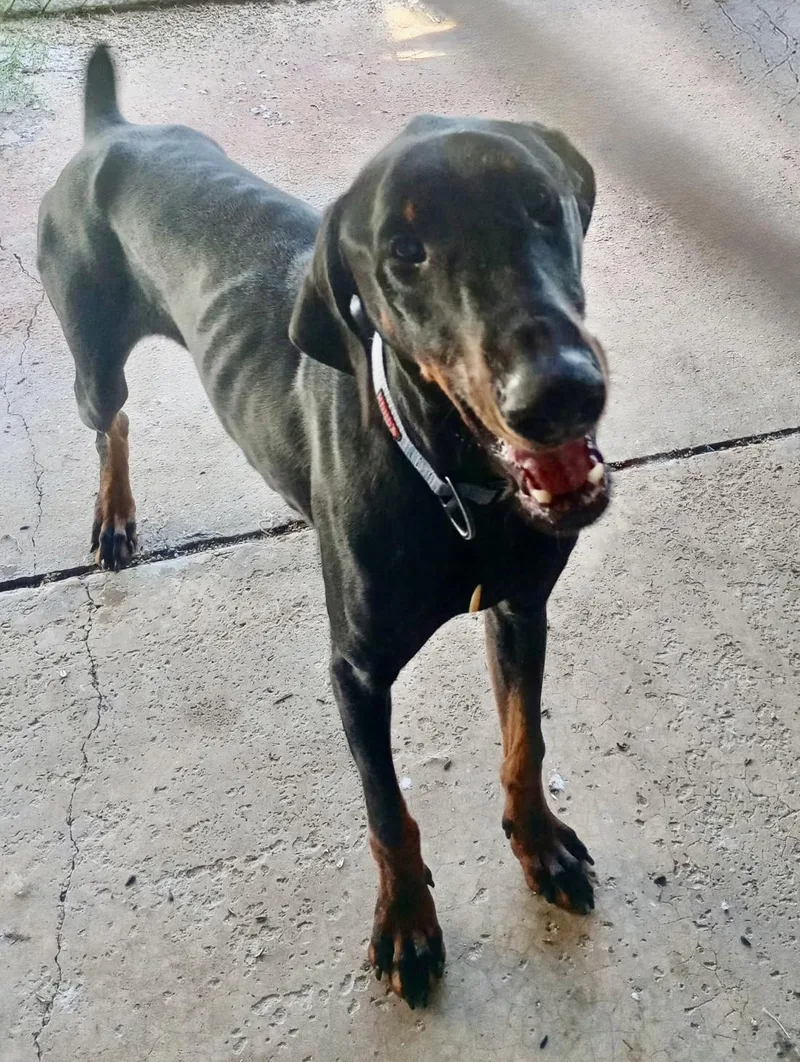 An adult large-sized male Black Doberman Pinscher dog named Dobby for adoption in Baker, LA