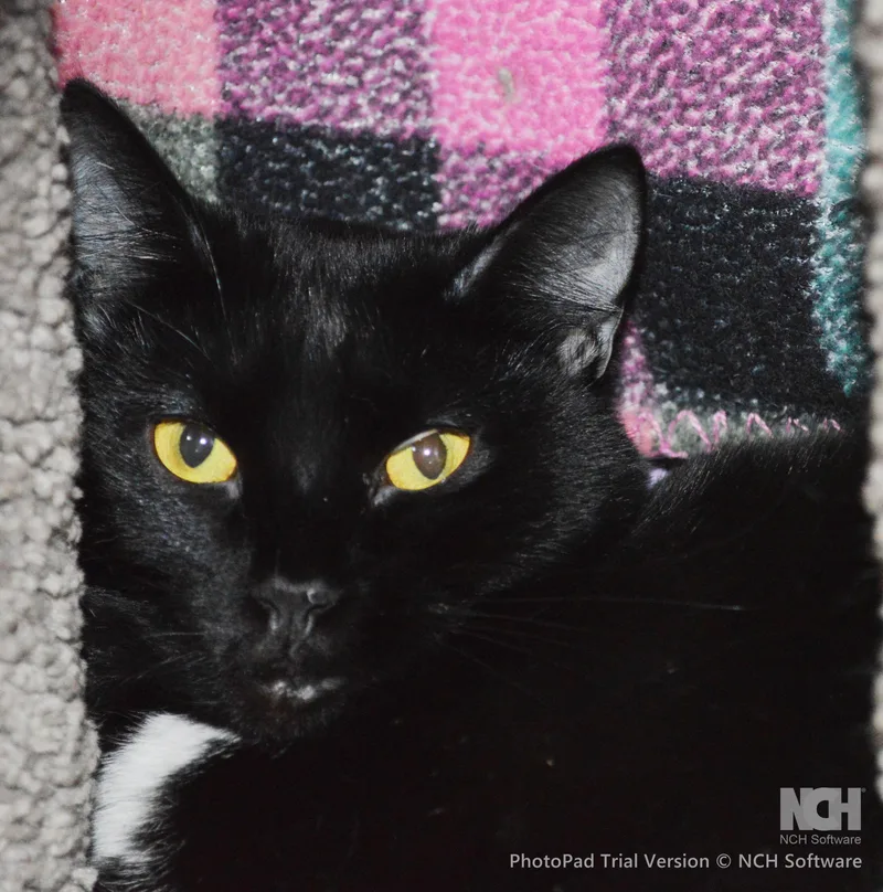 A young medium-sized female Black Domestic Short Hair cat named Milan for adoption in House Springs, MO