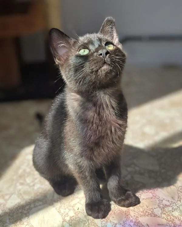 A baby small-sized female Domestic Short Hair cat named Berkley for adoption in Vallejo, CA
