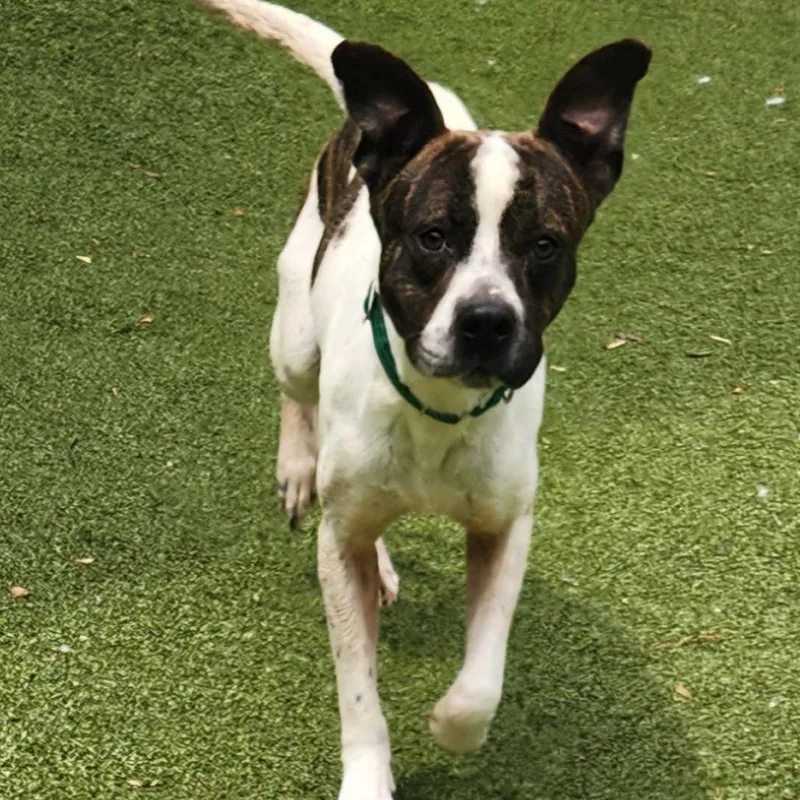 An adult medium-sized male Brindle Pit Bull Terrier dog named Kane for adoption in Greensboro, NC