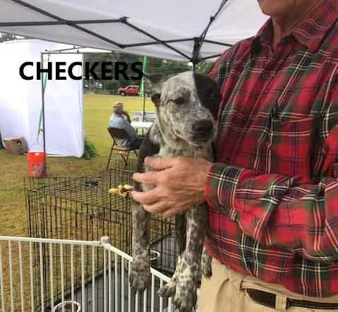 A baby medium-sized female Bicolor Cattle Dog dog named Checkers for adoption in Washington, GA