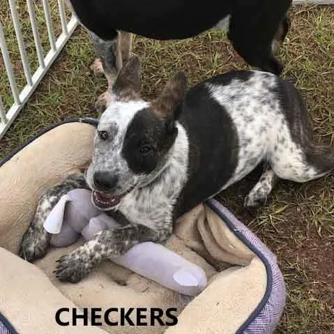 Checkers thumbnail 3