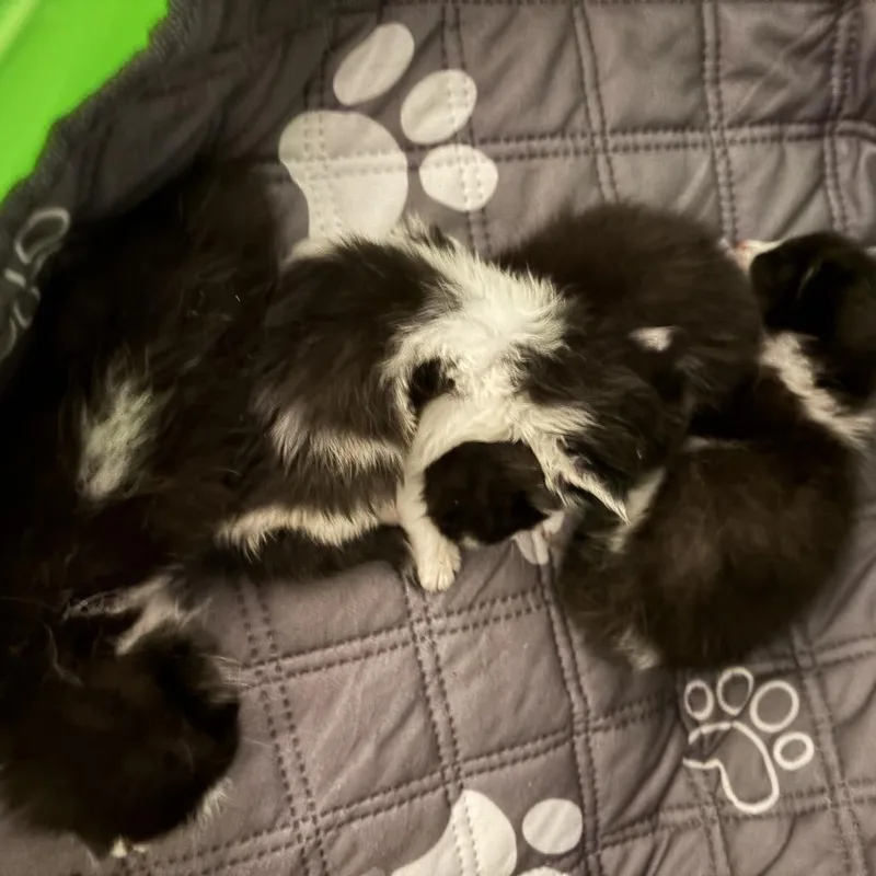 A baby small-sized male Black Domestic Short Hair cat named Porkchop for adoption in Monroe, MI