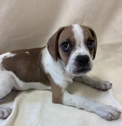 A young medium-sized female White / Cream Beagle dog named Panda for adoption in Buffalo, MN