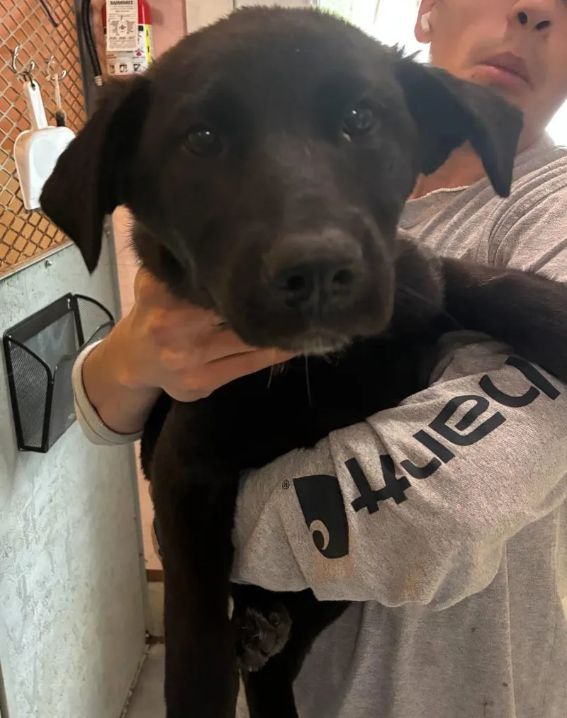 A baby medium-sized female Black Labrador Retriever dog named Poppy for adoption in Thompson Falls, MT
