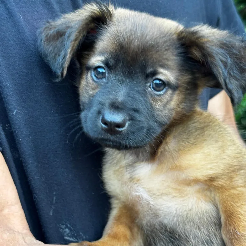 A baby small-sized male Brown / Chocolate Dachshund dog named NY Yuri avail Aug for adoption in Eastford, CT