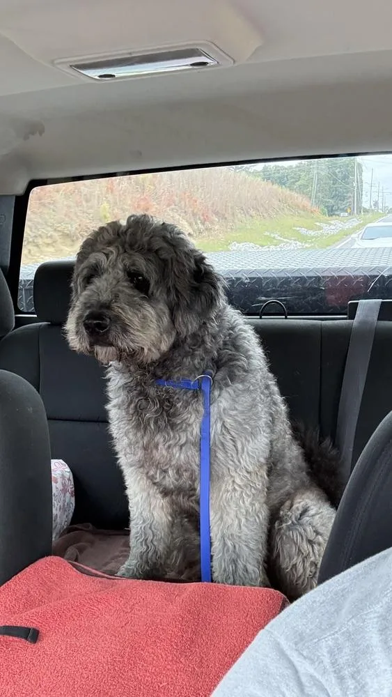 An adult large-sized male Poodle dog named Bruce for adoption in Canton , GA