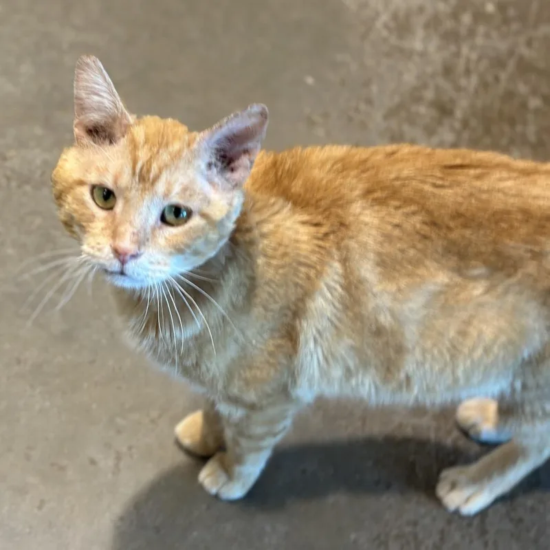 An adult medium-sized male Orange / Red Domestic Short Hair cat named Gino for adoption in Matteson, IL